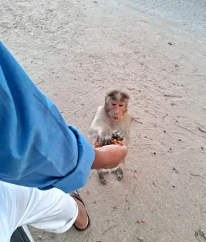 A monkey being fed by hand during Vanara Seva