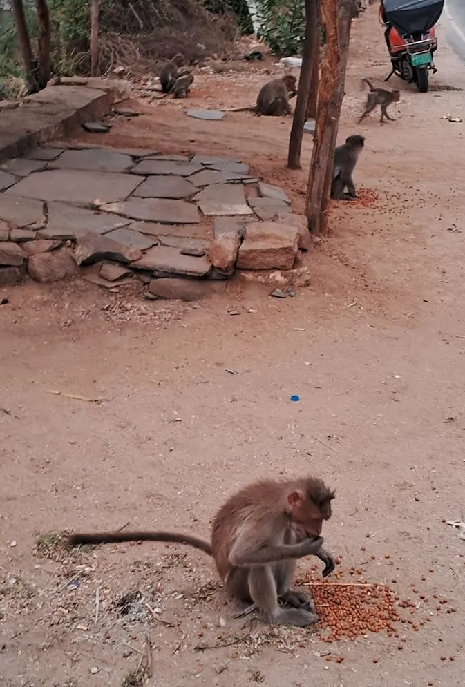 A monkey eating groundnuts and grain left out during Vanara Seva
