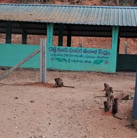 A monkey troop gathered at a feeding point near a village
